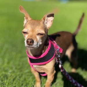 Meet your Posher, Dani